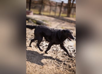 Kim ❤️ so sanfte, liebevolle Hundedame!