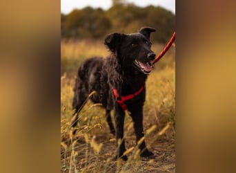 Bailey ❤️ verschmuste, liebe Fellnase Bailey ❤️ verschmuste, liebe Fellnase