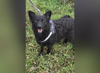 Fellschatz Milly liebt auch Katzen