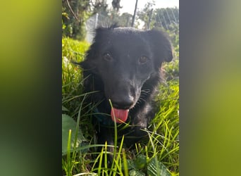 GORDI❤️soziale Familienhündin wartet bereits in 78247 Schlatt am Randen