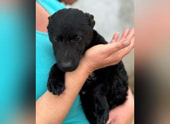 Vinn ❤️ schmusiger, süßer Bub sucht Liebe