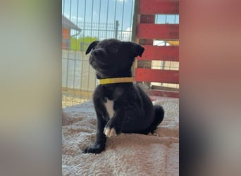 Lino ❤️ neugieriger, schmusiger Welpenbub