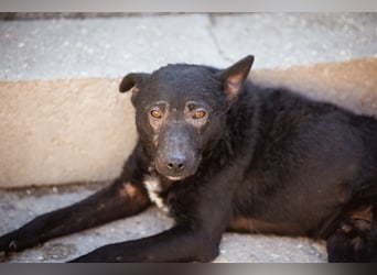 Archie ❤️ so froher, aktiver Hundebub