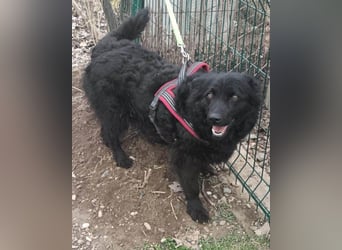 Fellschatz Milly liebt auch Katzen