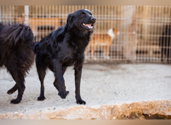 Duke ❤️ aktiver, verschmuster Kroat. Schäferhund-Mix-Rüde!