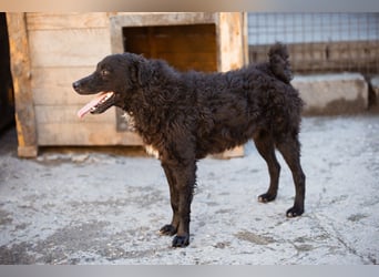 Flynn ❤️ offener, verspielter Kroat. Schäfi-Mix Rüde
