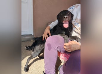 MILA❤️Labbi-Kroat.Schäferhündin-Mix: neugierig, klug & liebevoll