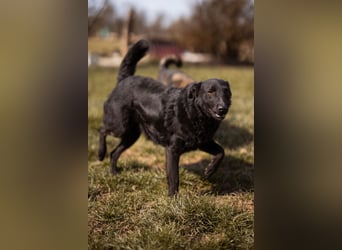 Kim ❤️ so sanfte, liebevolle Hundedame!