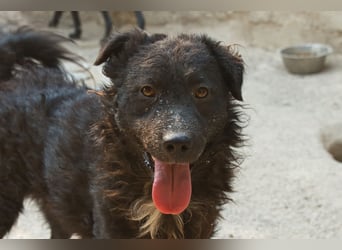 Flynn ❤️ offener, verspielter Kroat. Schäfi-Mix Rüde