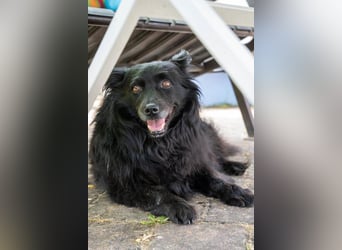 Klein ♥Daisy♥ erwartet dich bereits in 01640 Coswig