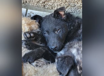 Archie ❤️ so froher, aktiver Kroat. Schäfi-Mix Bub