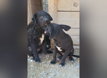 Herzchen Enya ❤️ aktives & aufgeschlossenes Welpenmädchen!