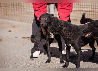 Kroat.Schäfi-Mix ♥Archie♥ fröhlicher, kuschliger, aktiver Bub