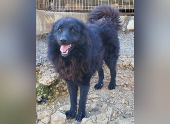 LENZI❤️unser kroat. Schäferhund-Mix-Rüde ist ein wahrer Sonnenschein!