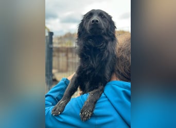 Tila ❤️ schmusige, so freundliche Hündin