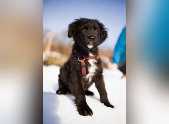 Frka ❤️ so fröhlicher, junger Hundebub!