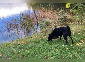 Elsie ❤️ wartet in 09648 Mittweida