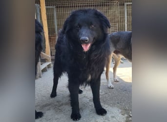 Duke ❤️ aktiver, verschmuster Kroat. Schäferhund-Mix-Rüde!