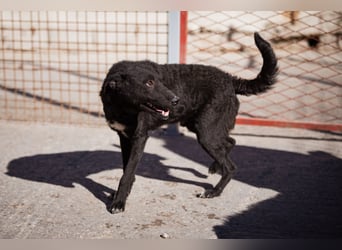 Felix ❤️ froher, süßer, aktiver Mix-Bub!