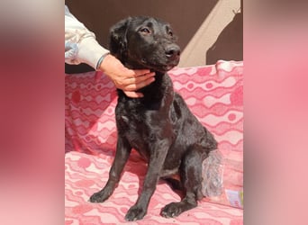 MILA❤️Labbi-Kroat.Schäferhündin-Mix: neugierig, klug & liebevoll MILA❤️Labbi-Kroat.Schäferhündin-Mix: neugierig, klug & liebevoll