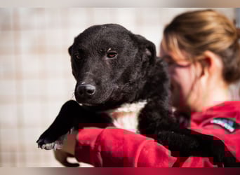 Felix ❤️ froher, süßer, aktiver Mix-Bub!