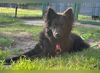 Ayla ❤️ liebe, sensible junge Hundedame