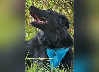 GORDI❤️soziale Familienhündin wartet bereits in 78247 Schlatt am Randen