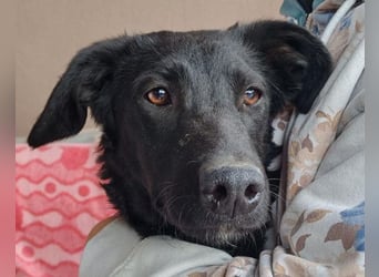 MILA❤️Labbi-Kroat.Schäferhündin-Mix: neugierig, klug & liebevoll MILA❤️Labbi-Kroat.Schäferhündin-Mix: neugierig, klug & liebevoll