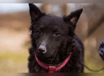 Maxima ❤️ so kuschlige, liebe Junghündin