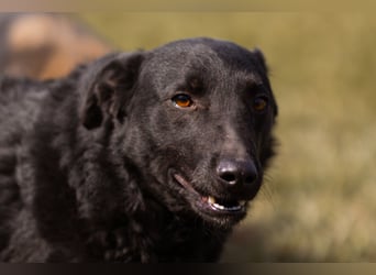 Kim ❤️ so sanfte, liebevolle Hundedame!