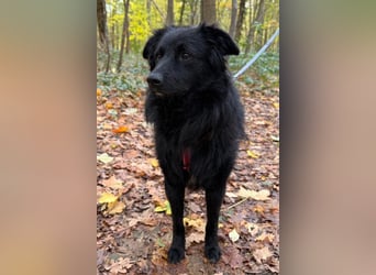 LENZI❤️sanfter Herzenshund wartet schon in 22559 Hamburg auf seine Für-Immer-Familie!