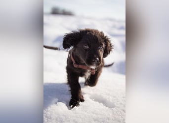 Frka ❤️ so fröhlicher, junger Hundebub!