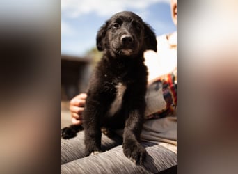 Levi ❤️ neugieriger, so lieber Welpenbub