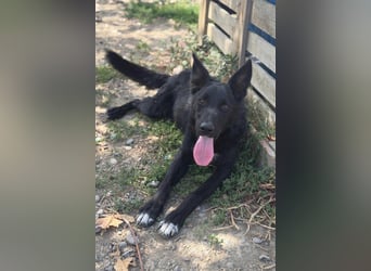 MIMA❤️soziales, kuscheliges und verspieltes Kroat.Schäfi-Mix-Mädchen sucht ihre Familie
