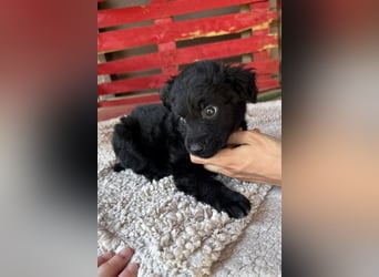 Leon ❤️ so lieber, verschmuster Welpenbub