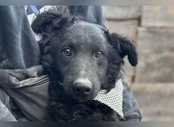 CHI CHI❤️sanfter Kroat. Schäfi-Mix-Bub sucht Liebe und seine Familie!