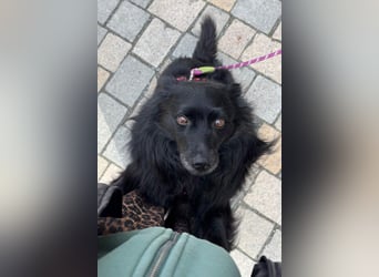 Klein ♥Daisy♥ erwartet dich bereits in 01640 Coswig