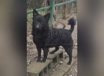 Maxima ❤️ so kuschlige, liebe Junghündin