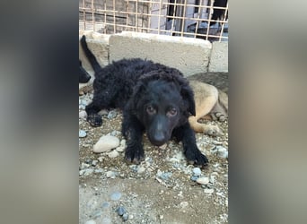 Herzchen Enya ❤️ aktives & aufgeschlossenes Welpenmädchen!