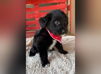 Levi ❤️ neugieriger, so lieber Welpenbub