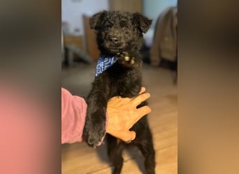 Bore ❤️ aktiver, junger Schäfi-Mix-Bub