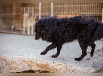 Duke ❤️ aktiver, verschmuster Kroat. Schäferhund-Mix-Rüde!