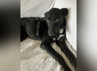 Elsie ❤️ wartet in 09648 Mittweida