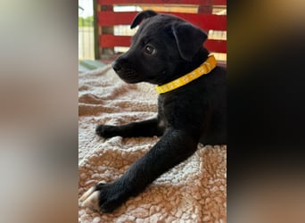 Lino ❤️ neugieriger, schmusiger Welpenbub