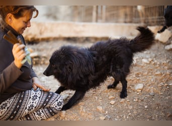 GORDI❤️liebes, verschmustes kroat. Schäferhund-Mix-Mädel