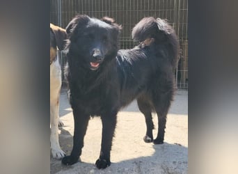 Duke ❤️ aufgeweckter, junger Kroat. Schäferhund-Mix-Bub!