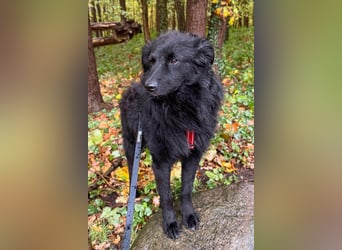 LENZI❤️sanfter Herzenshund wartet schon in 22559 Hamburg auf seine Für-Immer-Familie!