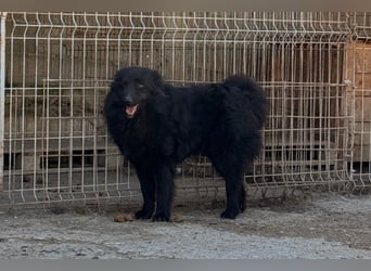 GORDI❤️liebes, verschmustes kroat. Schäferhund-Mix-Mädel