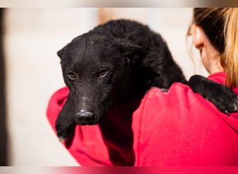 Felix ❤️ froher, süßer, aktiver Mix-Bub!