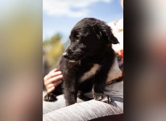 Levi ❤️ neugieriger, so lieber Welpenbub